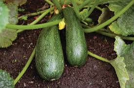 Zucchini